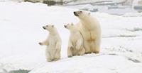 Polar bear and cubs on Wrangel Island - World Expeditions arctic holidays